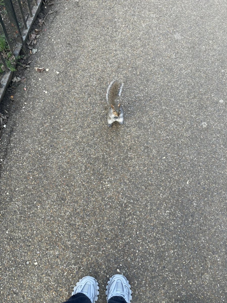 dhdjska's tweet photo. I met a squirrel while walking in Regent's Park this morning🦫🤭 https://t.co/yXZQC5BYi3
