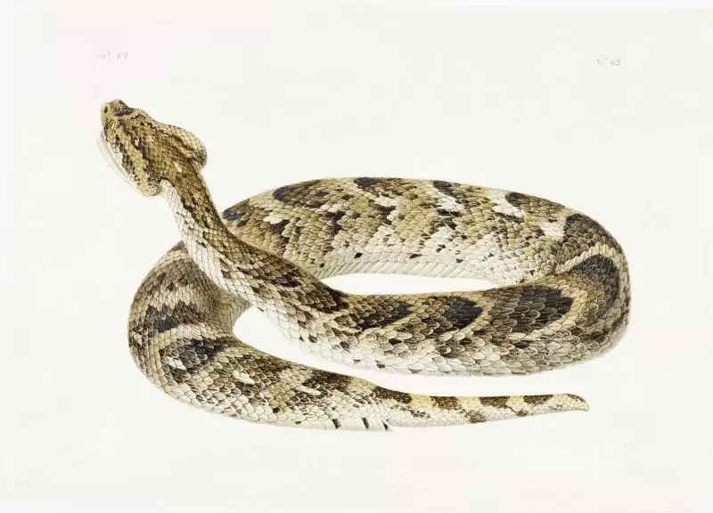 🐍💉 Première femme médecin en France, spécialiste des animaux venimeux, Marie Phisalix est une pionnière. Portrait de cette grande biologiste et féministe dont l’histoire est intimement liée au Muséum 👉 bit.ly/3uhezYp
#JournéeInternationaleDesFemmesEtDesFillesDeScience