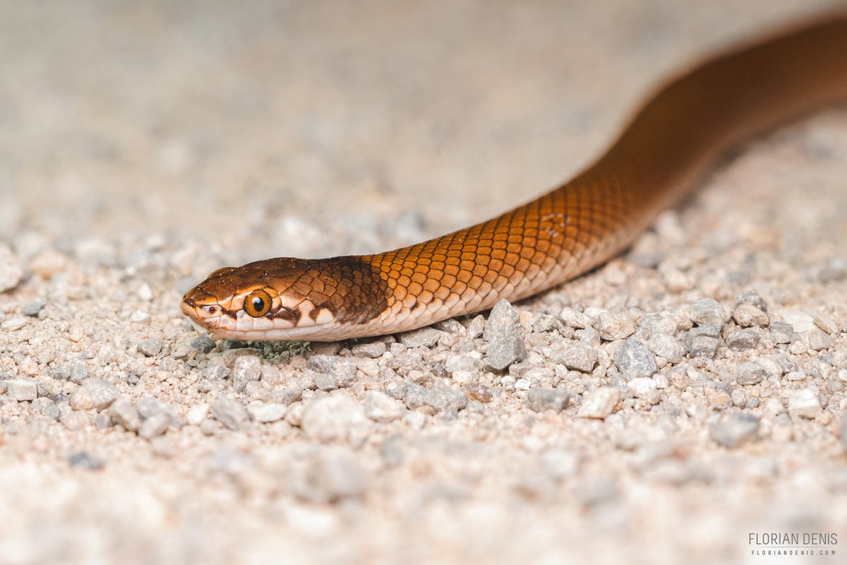 FlorianDenis's tweet photo. Suta suta, un petit élapidé nocturne, mangeur de geckos et de scinques avec une magnifique écaillure.  On l'a rencontré actif sur une piste rocailleuse de nuit alors qu'il faisait 18°C.

🐍Curl snake (Suta suta)
🌏Port Germein, South Australia

#naturephotography #herpetology https://t.co/5InL4FtVa4