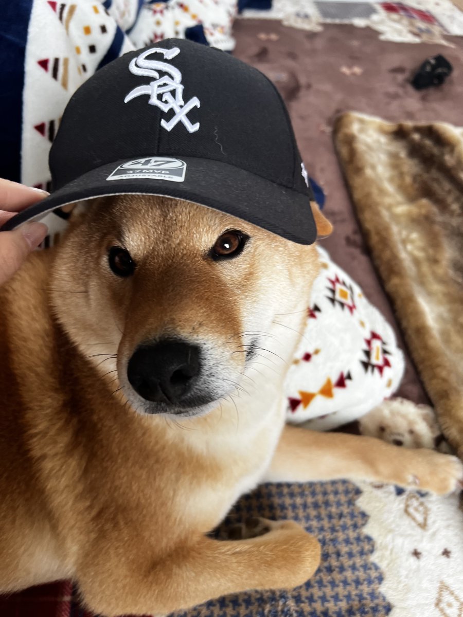 gin1127inu's tweet photo. イケワン🤟😎 https://t.co/z3caFumTQP