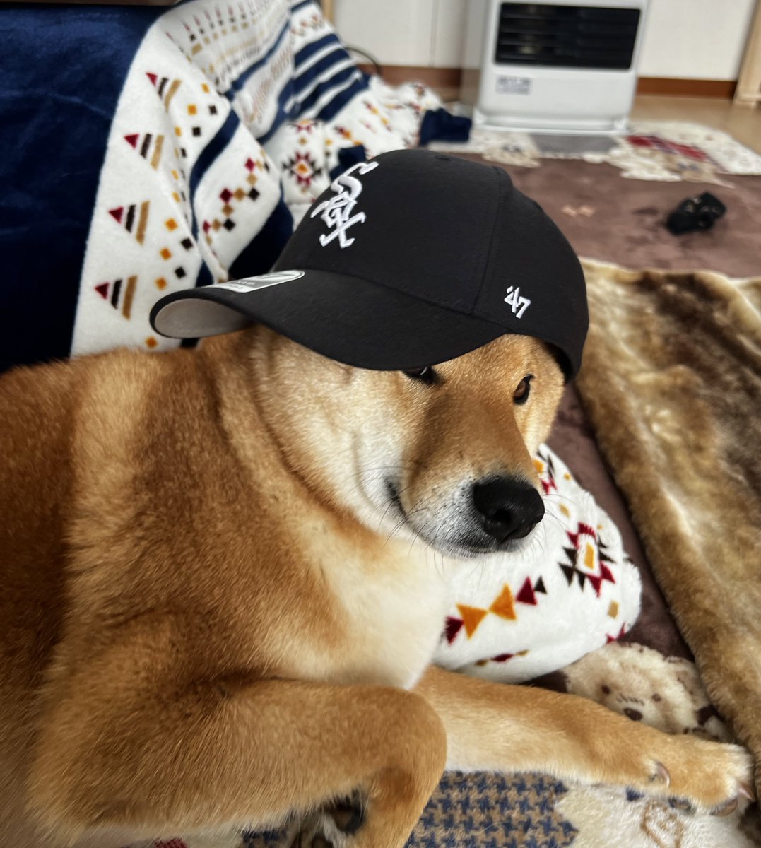 gin1127inu's tweet photo. イケワン🤟😎 https://t.co/z3caFumTQP