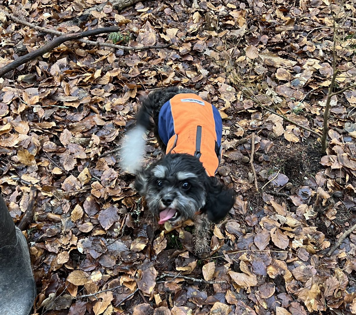 A veeeeery belated thank you to all our pals for Helix’s awesome birthday wishes a couple of weeks ago! You’re all amazing. M promises to work her way through the replies asap. 🎉 #dogs