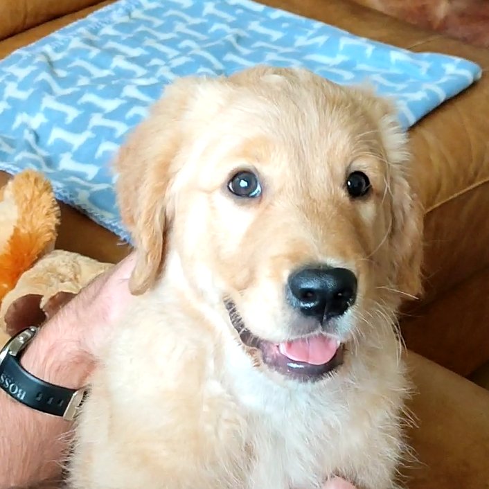 Bailey_BMC's tweet photo. #kingcharles

Hope you get well soon! Here's a smile to help you feel better!
#goldenretriever #retrievers #scottishgoldenretriever #goldies #dogs #animals #pups #puppies #goldenretrievers 
#scottishgoldenretriever #bailey https://t.co/rwKSptUgLn