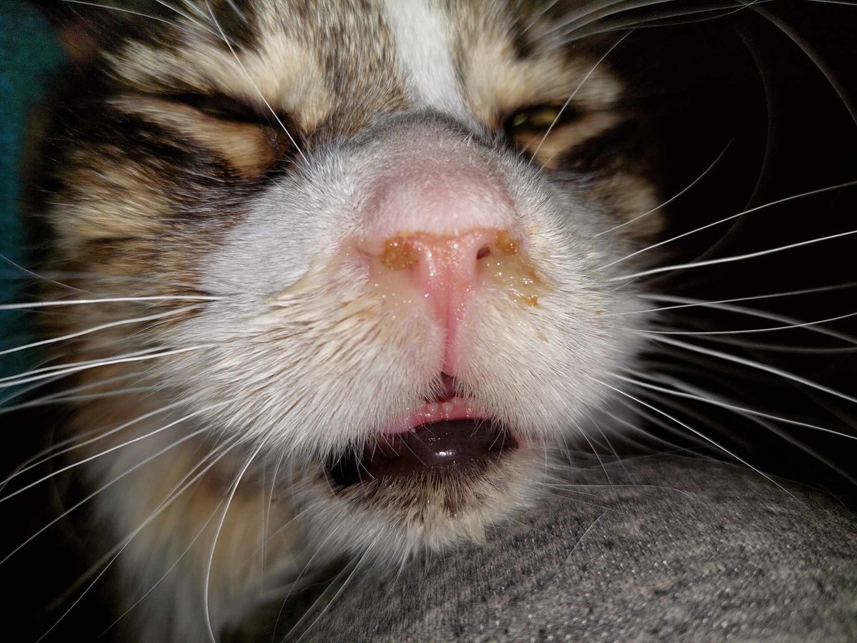 Na zbiórce 0 zł 💔💔

NIKT NIE POMÓGŁ 😭

Amisia... Smutna i bardzo schorowana prosi o pomoc 🙏

ratujemyzwierzaki.pl/amisia-felineus