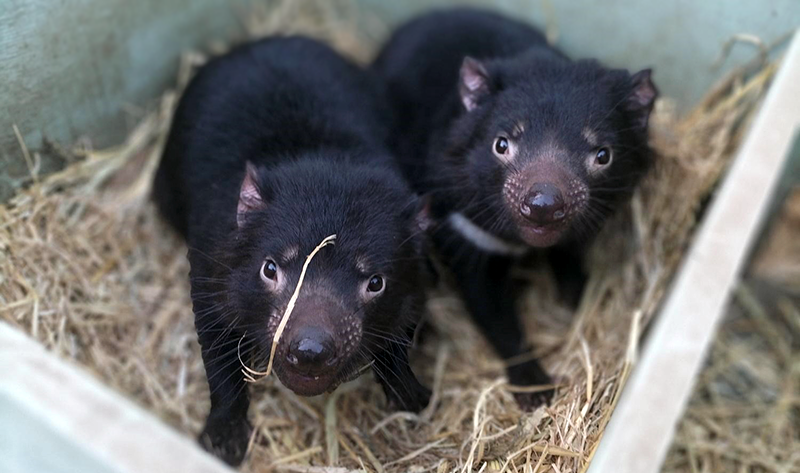 RT @TokyoZooNet_PR: ＼ タスマニアデビル2頭、多摩動物公園に来園予定