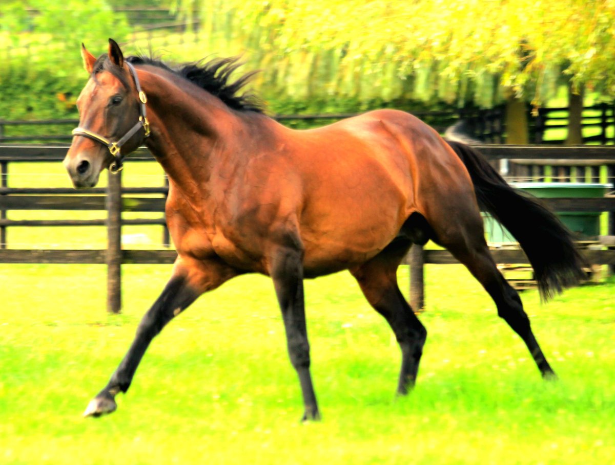 Brave Mansonnien, sire of Bravemansgame, Brave Kingdom, Marty Mcfly,...a proven NH sire carrying the rare blood of Byerley Turk 🦄 stands at harasdetalma.com/fr/courses/bra…
<a href="/HarasdeBuzancy/">Haras de Buzancy</a>