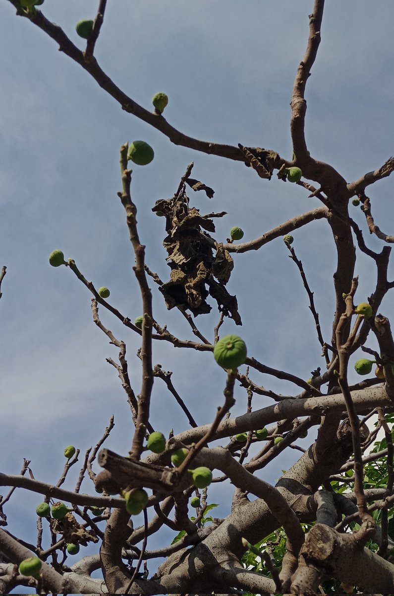 fhadenough's tweet photo. The fig tree analogy by Sylvia Plath. https://t.co/JeOL2ulQW3