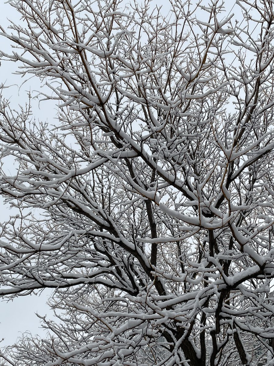 冬雪❄️❄️