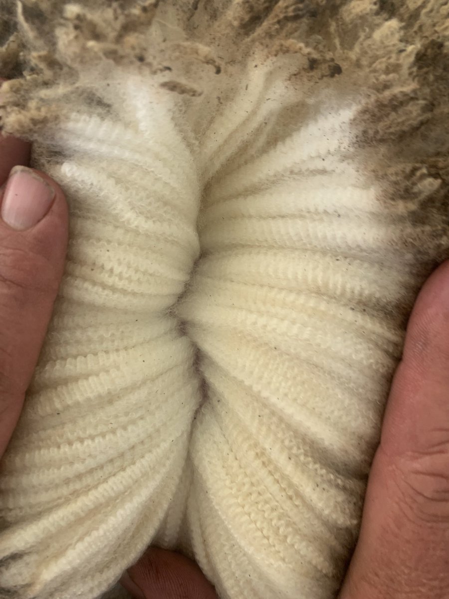 lamb_merino's tweet photo. Mid Sid Sampling and Body Weighting the AMPT sheep today.
Wethers averaging 57.5 kg.
Huge ranges in wool type , colour and style.
Looking forward to the shearing and wool value analysis on the 7th and 8th March at the Temora Agricultural Innovation Centre.
All welcome to attend. https://t.co/8WfCdy5Okd