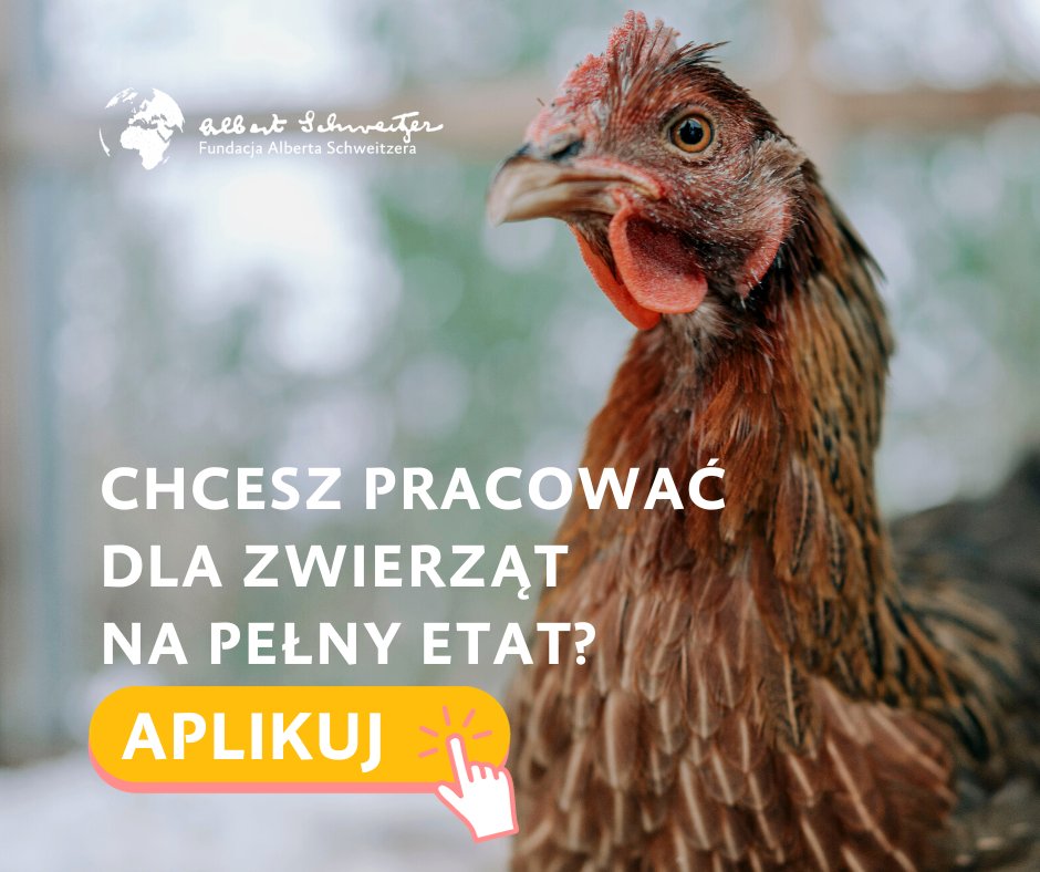 FSchweitzera's tweet photo. 🆕SZUKAMY NOWYCH OSÓB DO NASZEGO ZESPOŁU!
💪🏽Powiększamy nasz zespół i szukamy osoby do pracy na stanowisko: Specjalist(k)a ds. Współpracy z Biznesem/Corporate Relations Specialist
🙌🏽 Sprawdź nasze ogłoszenie: 
https://t.co/0qo1Sk0nhE
🧐 Zgłoszeń wypatrujemy do 29 lutego 
#praca https://t.co/SSVVLbYHH9