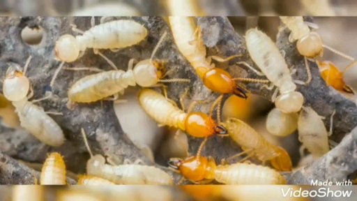 شركة مكافحة حشرات بالرياض 
شركة رش مبيدات بالرياض 
شركة تنظيف بالرياض 
شركة رش دفان بالرياض 
شركة رش صراصير بالرياض 
0505294723