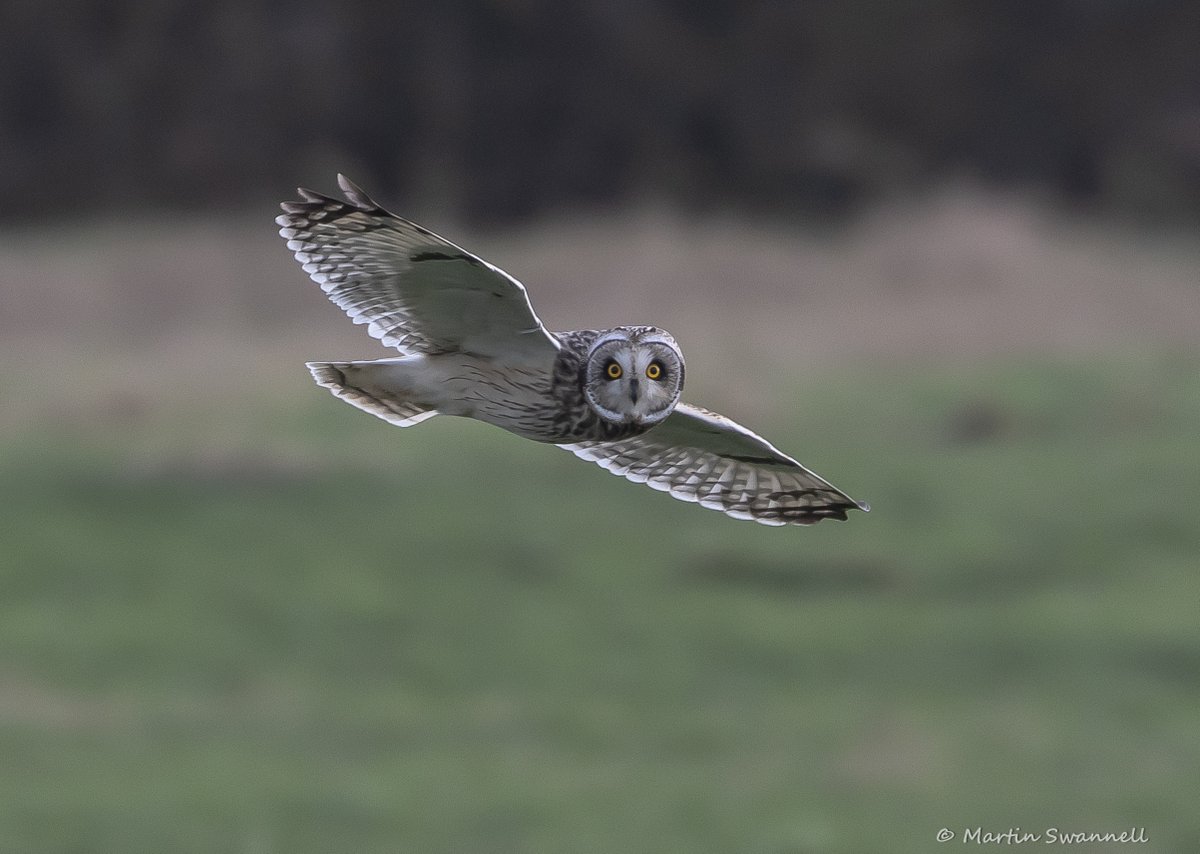 Martin Swannell (@alanthetortoise) on Twitter photo #Northantsbirds Proving to be a good year for Shorties in the county at several sites ...<a href="/barbeldave/">David Smith</a> <a href="/bonxie/">Mike Alibone</a> @jcbirder #Northantsbirds Proving to be a good year for Shorties in the county at several sites ...<a href="/barbeldave/">David Smith</a> <a href="/bonxie/">Mike Alibone</a> @jcbirder