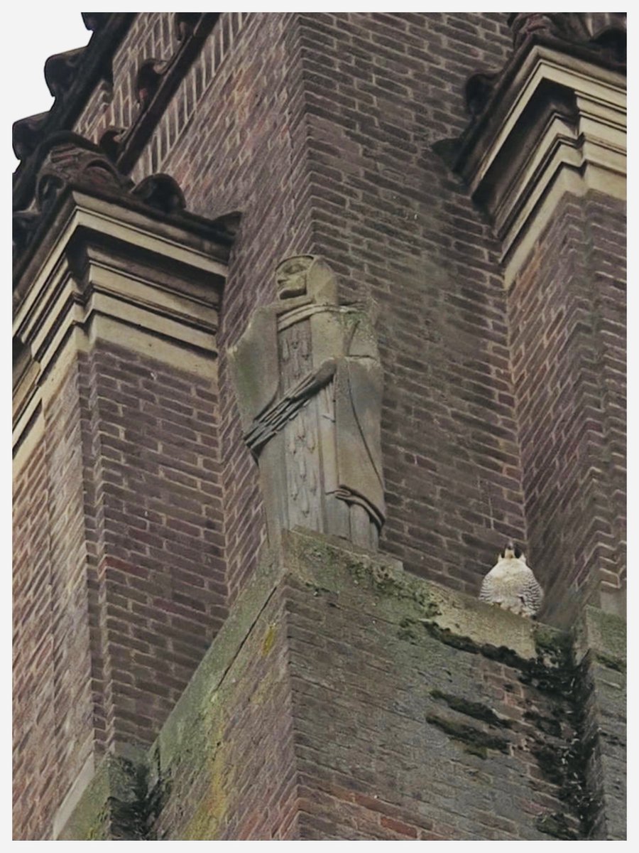 Peregrine next to Edward Carter Preston’s ’East Wind’ (1933) on the Tower @theUL yesterday and the statue itself seems almost birdlike, fingers as feathers, chest flecked, ‘the whole structure … admirably adapted for aërial progression’ (Gould, ‘Falco peregrinus’).