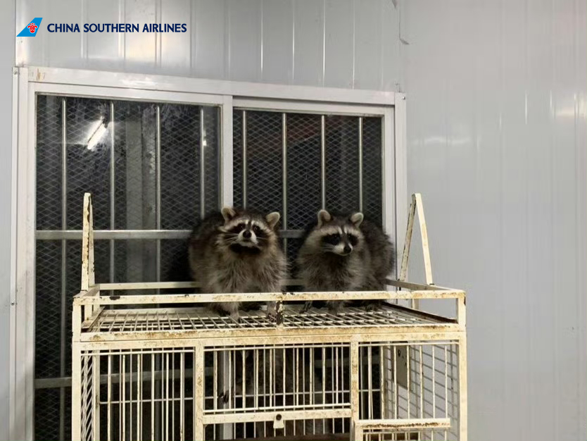 CSAIRGlobal's tweet photo. We had a very special flight from Shenzhen to Dalian today: 15 raccoons came along for the ride!

#FlyWithCSAir #ImpressionofCSAir #CSAir https://t.co/oiGX6yeiwz