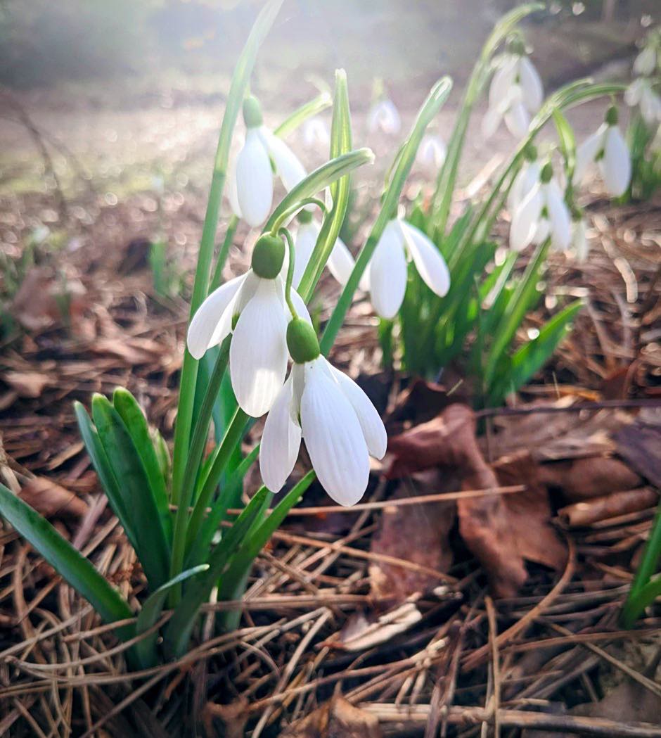 Do you love snowdrops? Have you always been sad that a day and hashtag on the internet dedicated to them doesn't exist? Don't worry, we've invented one, and your life changes today.

Bring on the snowdrops, it's #NationalSnowdropDay.

📸 Matthew Weston, Shaw's Corner