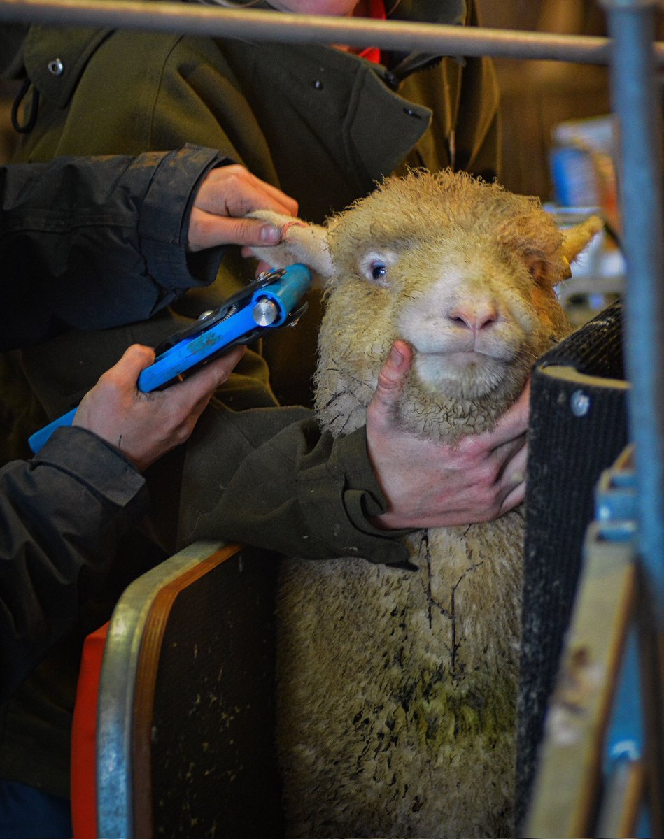 The first Dorset lambs went through PAC measurements this week for the Breed for CH4nge project.

#BreedforCH4nge #Methane #Sheep #SheepFarm #SheepFarming #FutureFarming  #ProgressiveSheep #GreenSheep  #PerformanceRecordedSheep #SignetData