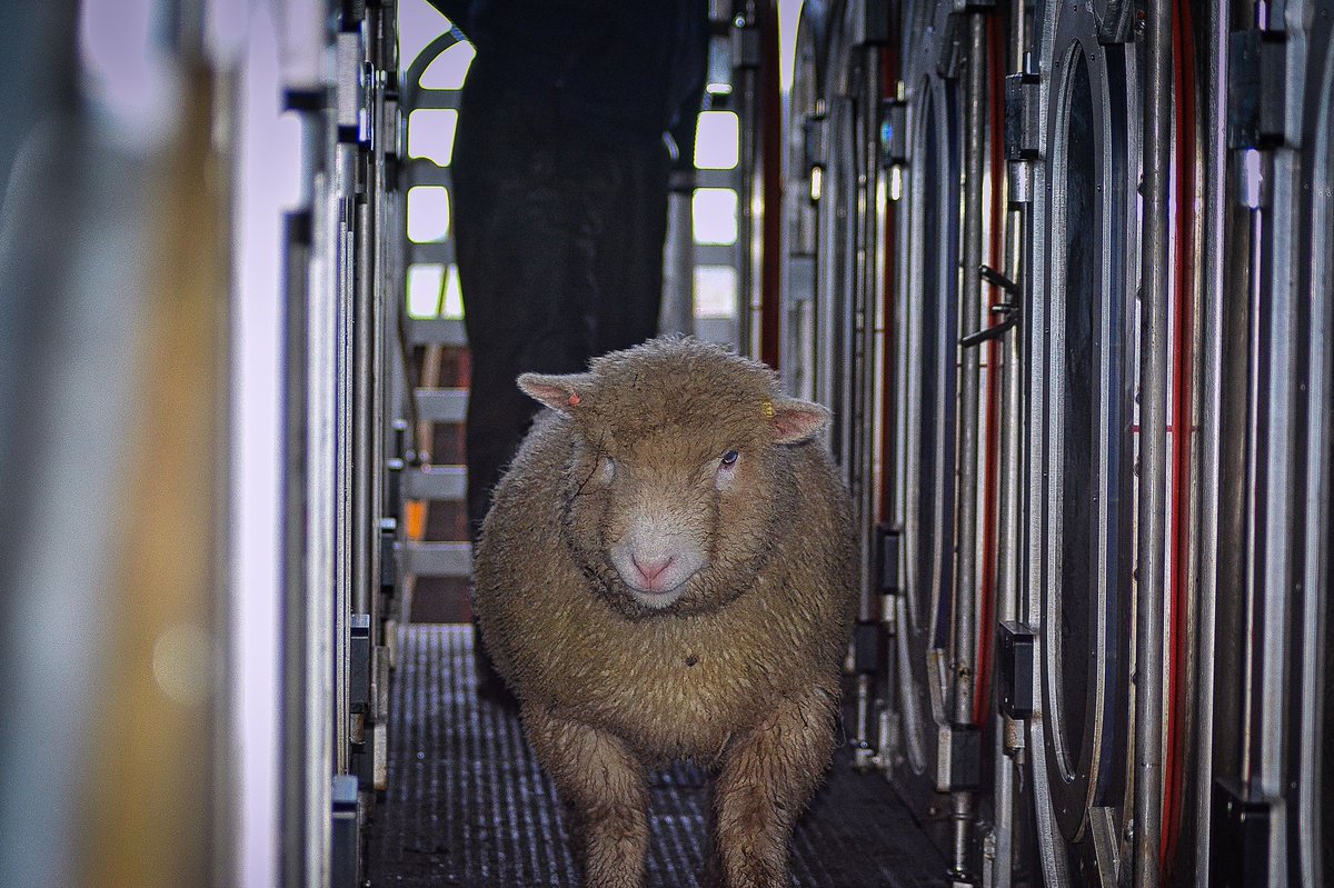 Centurion Dorset Sheep Breeding Group tweet media