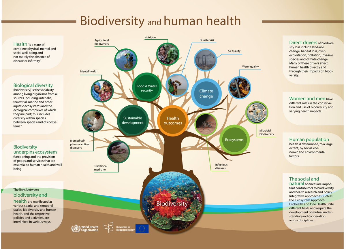 IucnRwanda's tweet photo. Explore the vital link between #biodiversity and human health in the @WHO @UNBiodiversity infographic! 

🍉🥑🐦🐝🐘🌿🍠🥔🧑‍🤝‍🧑 https://t.co/quDOr3Koyh