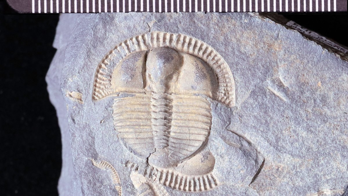 Trinucleus from mid Wales with its distinctive pitted fringe around its head, lying atop remains of several more of its kind #TrilobiteTuesday