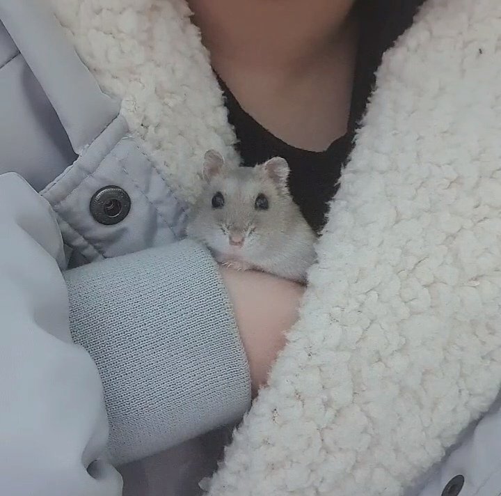 Hammouratbi's tweet photo. 애지중지 아가씨햄스터 https://t.co/Kcd3qp9lMS
