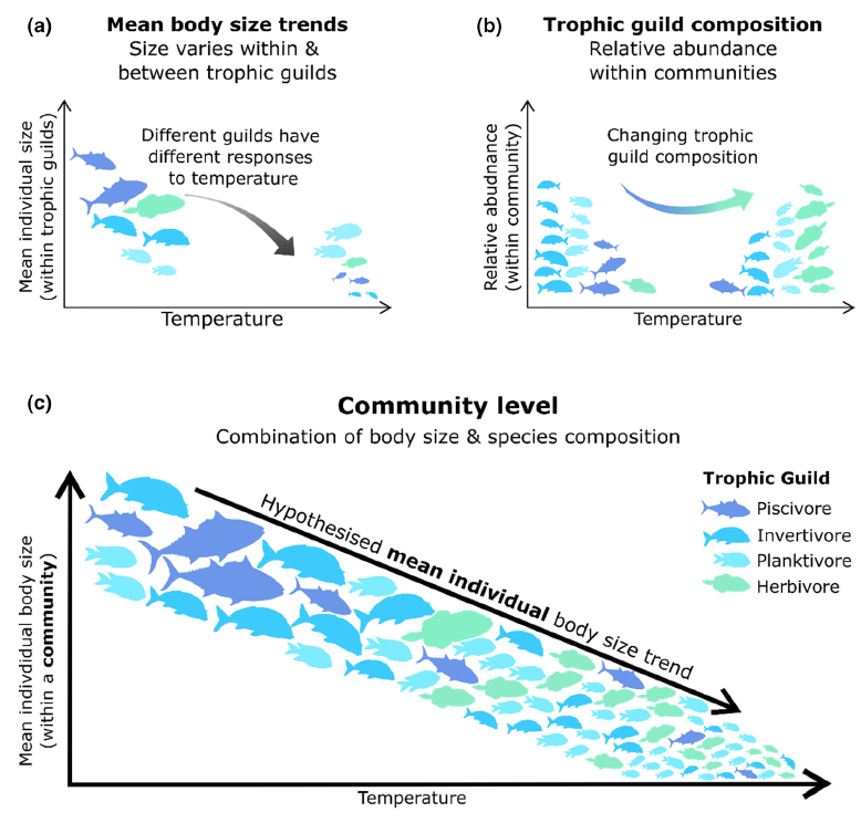 Fish are smaller in warmer climes - all guilds except piscivores!! As climate change accelerates, reductions in #fish body sizes are predicted to be a widespread response to warming onlinelibrary.wiley.com/doi/epdf/10.11…
