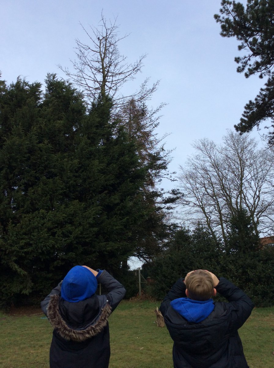 NectonY2's tweet image. Another successful year taking part in the RPSB Big School's Bird Watch. Thank-you Necton Eco-council for organising the afternoon. This years highlights included pheasants, buzzards and kites! 🐦‍⬛🌳@RSPB @NectonPrimary