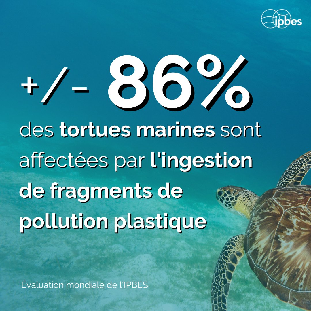 Les fragments de pollution plastique dans l'océan nuisent à la #biodiversité marine.🐢

La pollution plastique marine a décuplé depuis 1980, affectant 86% des tortues marines.
—<a href="/IPBES/">ipbes</a> #ÉvaluationMondiale

Réduisons l'utilisation du plastique pour #CombattreLaPollutionPlastique.