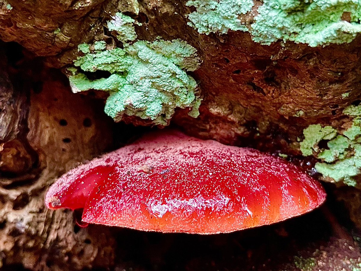 Biefstukzwam // Fistulina Hepatica // Beefsteak Fungus

#mushrooms #fungi #pilze #hongos #shroom #mushroom_magic_world #fungifreaks #naturelover #macronature #mushroomoftheday #outside #fairytale #magic #forest #nature #earth #edible #beefsteak #marble #red #vegan #steak