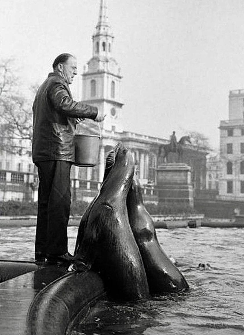 Taken in 1964 a Fishy lunch being served to the Bertram Mills Circus sealions in Trafalgar Square before later performing at Olympia.
