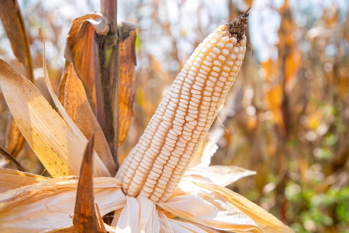 GagaUwera's tweet photo. Are you looking for ways to reduce post-harvest losses? I've got you. Try these TWO things, you'll thank me later. Dry your produce correctly, aiming for 13-14% moisture. This helps to prevent mold and pest infestations in your harvested maize. Choose clean&amp;dry storage.#Turejeje https://t.co/nqQy5KsUGZ