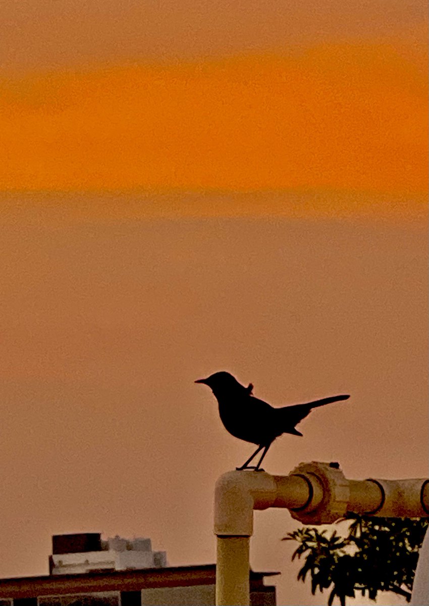 mansebanjaran's tweet photo. Quote tweet with your bird media https://t.co/8M5HYeECOt