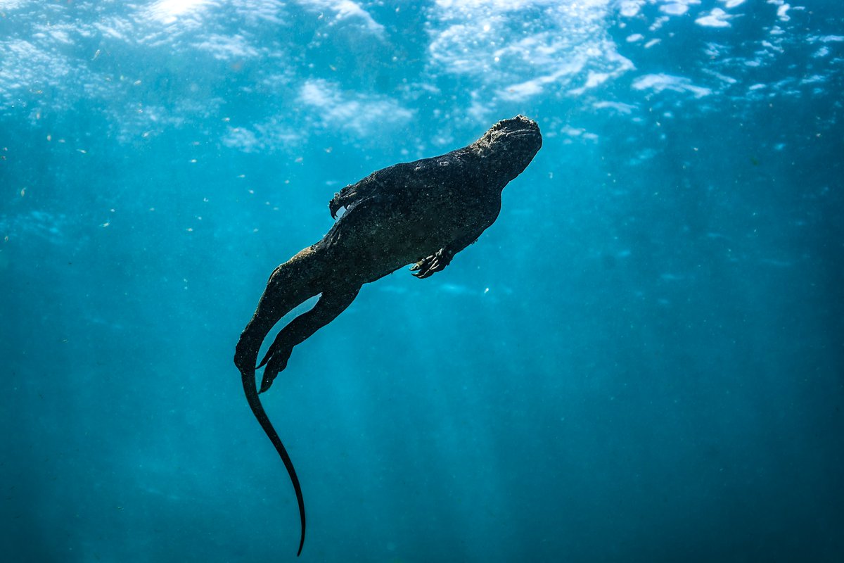 A real life godzilla captured during our Galapagos Photoworkshop!