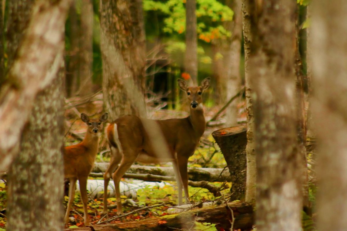 Connorvernsain's tweet photo. Benign tweet - just wanted to share this photo of deer I took. This happened about an hour before the other photos where I said that guy shot at me https://t.co/onRouXCx3T
