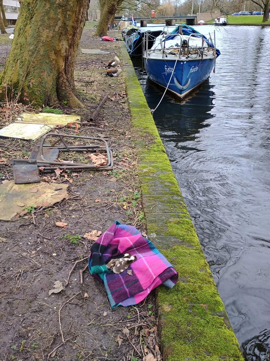 Pulletjes konden niet uit het water komen, de kademuur was te hoog. Net geboren en er lagen nog eieren #nijlgans Twee overleden, 1 bij moeder gebleven, de 2 andere verzwakt en naar ome Gerrit. Komt goed met ze!
#Vrijwilligers #Dierenambulance #Amsterdam