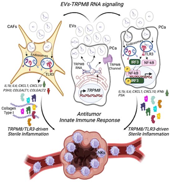 CIBIO - UniTrento (@cibio_unitrento) on Twitter photo 📢 A new paper by the <a href="/LunardiLabCIBIO/">Lunardi Lab @ CIBIO</a> @AlessandroAlai7 is now out in <a href="/embojournal/">The EMBO Journal</a>
🔬 Sterile inflammation via TRPM8 #RNA-dependent TLR3-NF-kB/IRF3 activation promotes antitumor immunity in #prostatecancer
➡️ embopress.org/doi/full/10.10… 📢 A new paper by the <a href="/LunardiLabCIBIO/">Lunardi Lab @ CIBIO</a> @AlessandroAlai7 is now out in <a href="/embojournal/">The EMBO Journal</a>
🔬 Sterile inflammation via TRPM8 #RNA-dependent TLR3-NF-kB/IRF3 activation promotes antitumor immunity in #prostatecancer
➡️ embopress.org/doi/full/10.10…