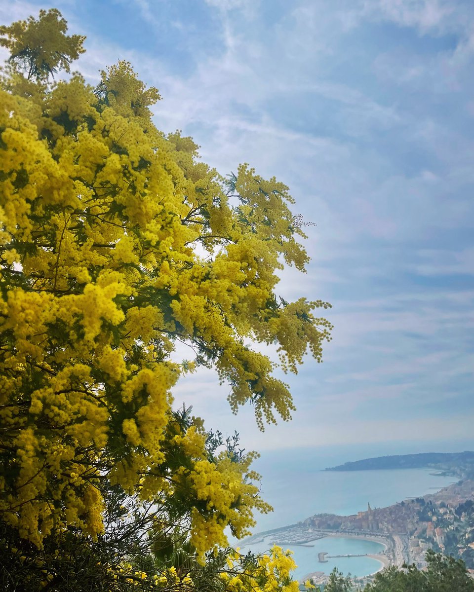 Menton, future étape de la route du Mimosa ? 🫣 #roadtrip #mentonrivieramerveilles @villedementon  #cotedazur #visitcotedazur @OTC_MRM @CRT_RegionSud @VisitCotedazur #menton