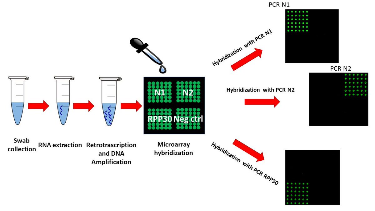 Sensors_MDPI's tweet image. #highlycitedpaper
CovidArray: A Microarray-Based Assay with High Sensitivity for the Detection of Sars-Cov-2 in Nasopharyngeal Swabs
mdpi.com/1424-8220/21/7…
@unipv
#microarray #microarray_based_assay #Covid_19 #molecular_diagnostics