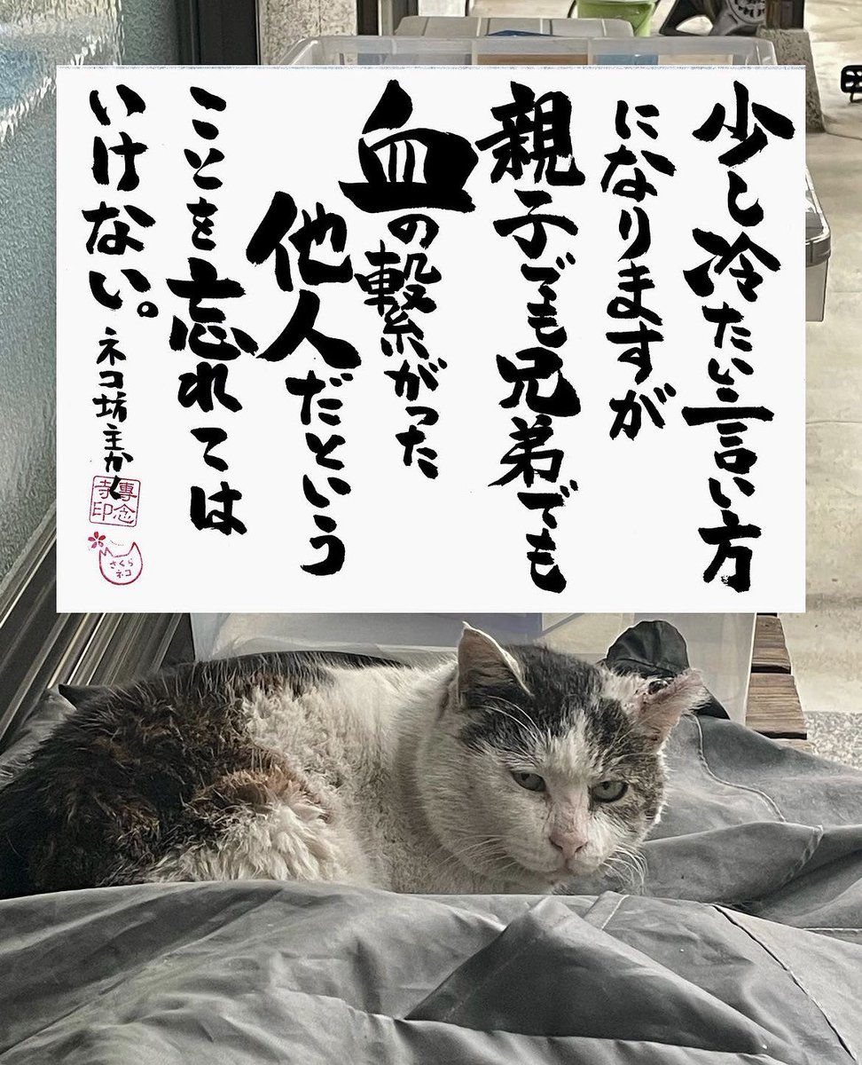 yabumoto610's tweet photo. ネコさんから人間さんへ今日の一言 https://t.co/av3JwdwKSV