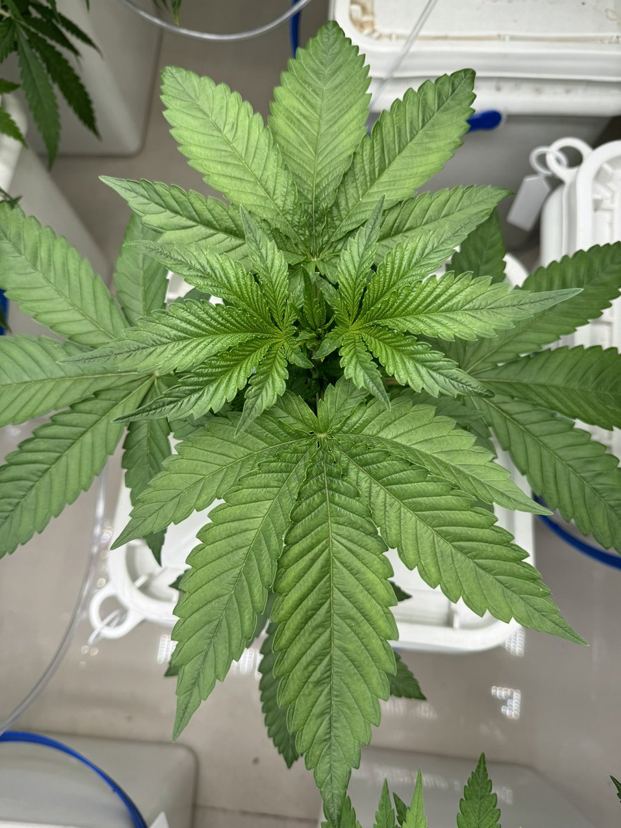 marijuanaglow's tweet photo. 大麻栽培Day227
#Glookies #水耕栽培
まだ芽摘みしておらず、凄く健康的に育ってくれております。
屋外栽培では3kgの収穫量を出すモンスター級の株なので、期待大^ ^
水耕栽培でLSTしてScrOGして開花を引っ張れば2kgのYieldを目指す!
#大麻農家 #BestPlants #収穫量期待 https://t.co/CXIICpPCpz