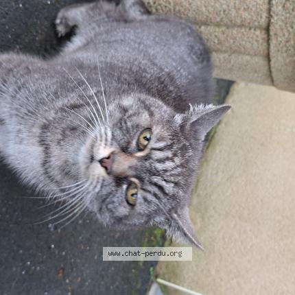 Minou Perdu tweet media