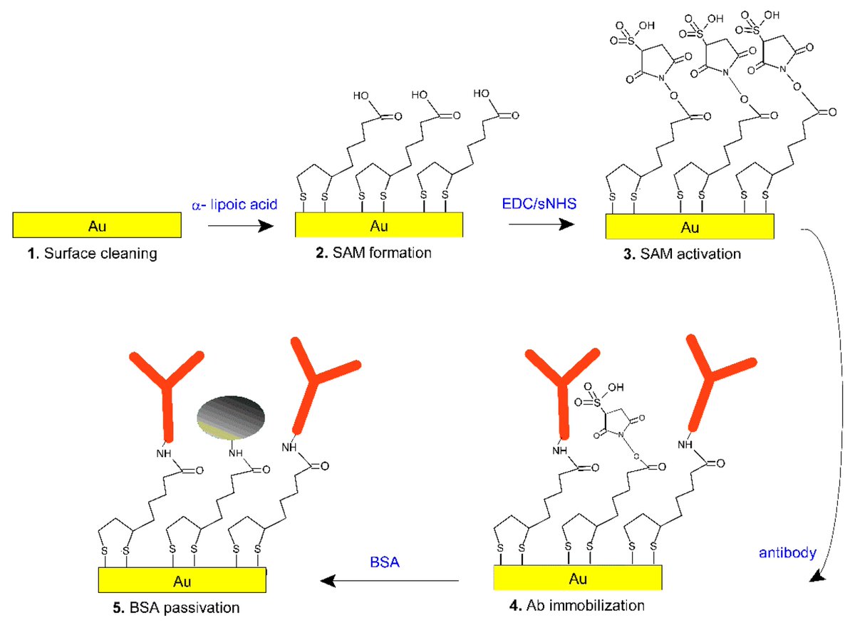 Sensors_MDPI's tweet image. #highlycitedpaper
A Surface Plasmon Resonance Plastic Optical Fiber Biosensor for the Detection of Pancreatic Amylase in Surgically-Placed Drain Effluent
mdpi.com/1424-8220/21/1…
@UniVerona
#optical_fiber_sensors #surface_plasmon_resonance #plastic_optical_fibers #antibody