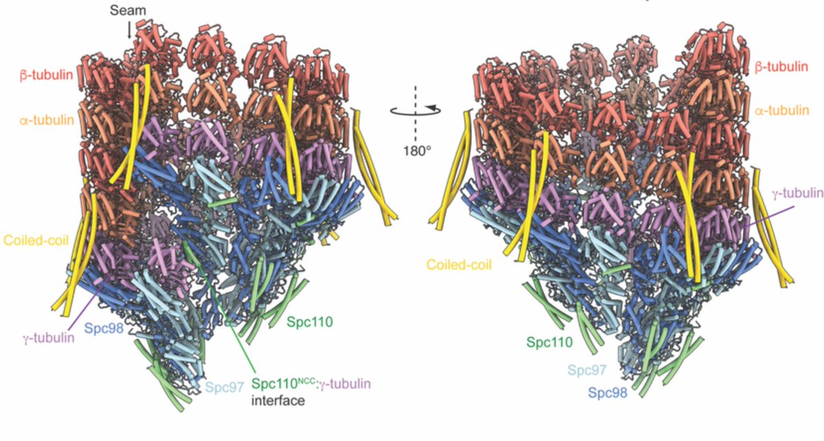 Exciting new paper from John Kilmatrin and David Barford reveals how the gamma-TuRC complex caps the ends of microtubules: researchsquare.com/article/rs-348…