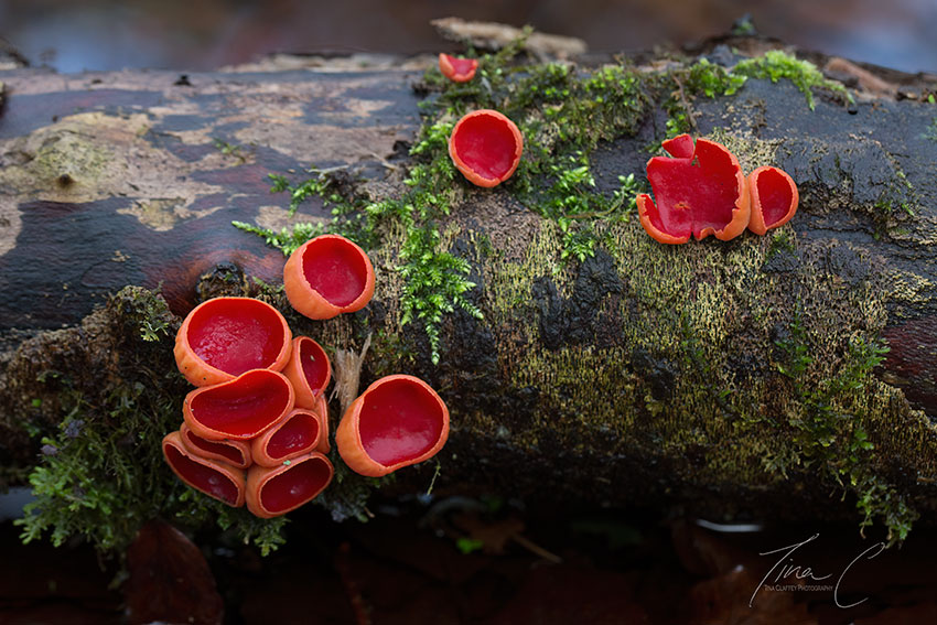 Magical Scarlet elfcups on this fallen giant in Syngefield woods. Such a beautiful fungi, a wonderful blast of colour in these cold winter days @woodsofireland @NativeWoodTrust @forum_wetlands @CurrachBooks @NPWSNatureCons @NatureRTE