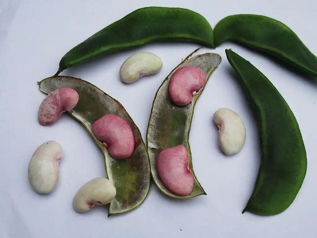 Domesticating plants impacts their microbiome, study finds buff.ly/3HL3q4X v @uniofoxford #PlantScience
