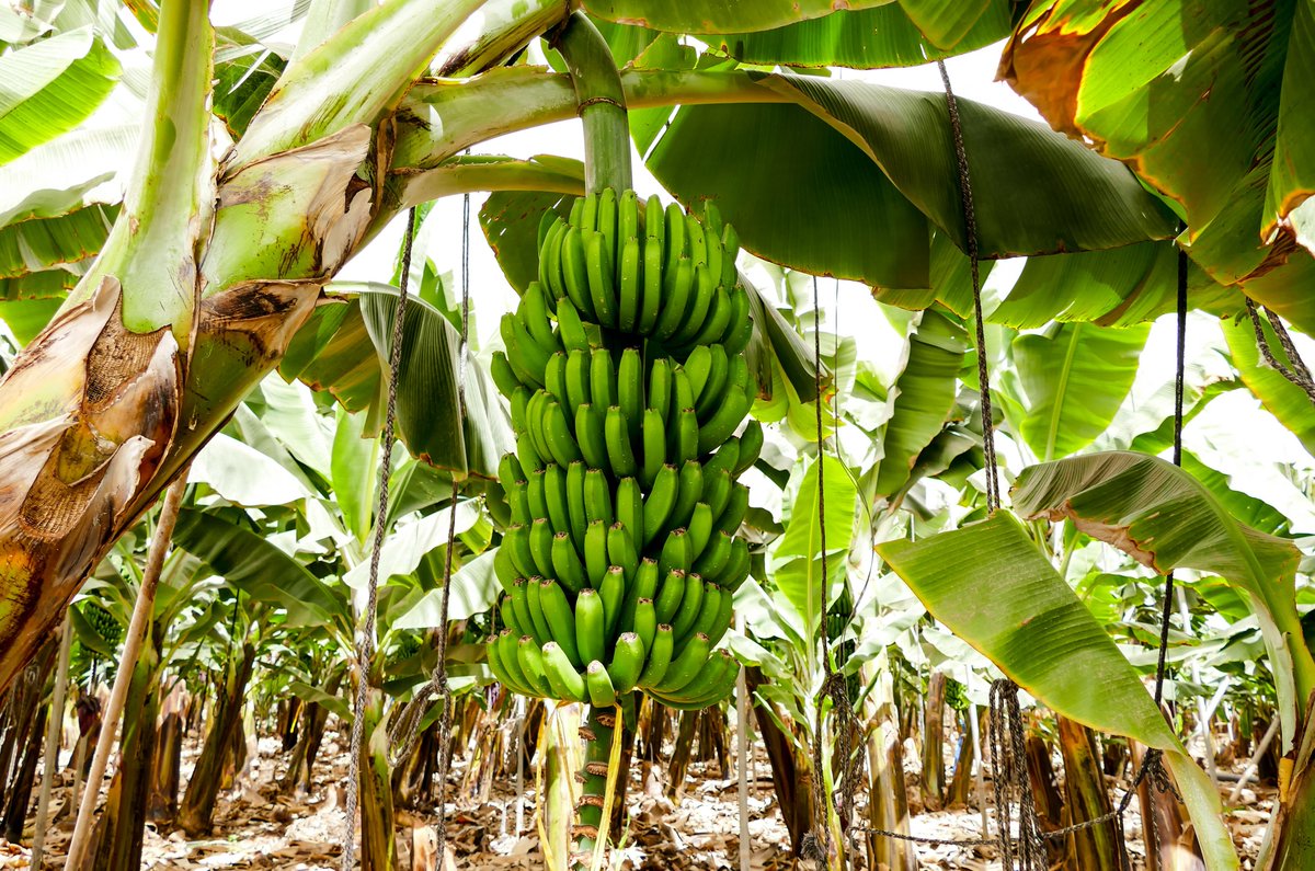 Wir feiern den #Fairbruary mit Pionierarbeit für faire #Bananen 🍌 Auf der @Fruit_Logistica haben wir heute unseren neuen Projektbericht zu existenzsichernden Löhnen in der Bananenlieferkette vorgestellt. Mehr Infos ➡ tinyurl.com/LidlFaireBanan…