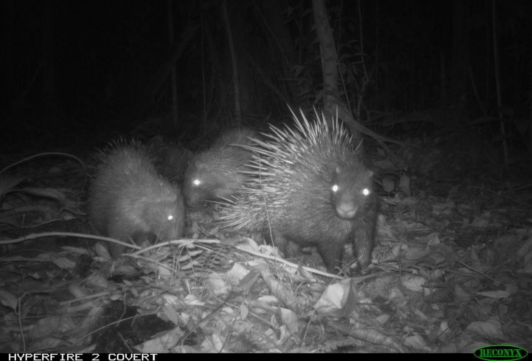 Meet the Malayan Porcupine (Hystrix brachyura), one of the 78 mammal species identified in the Restorasi Ekosistem Riau (RER) area of the Kampar Peninsula through camera traps and field observation. 
#ExploreRER #Biodiversity #fornature