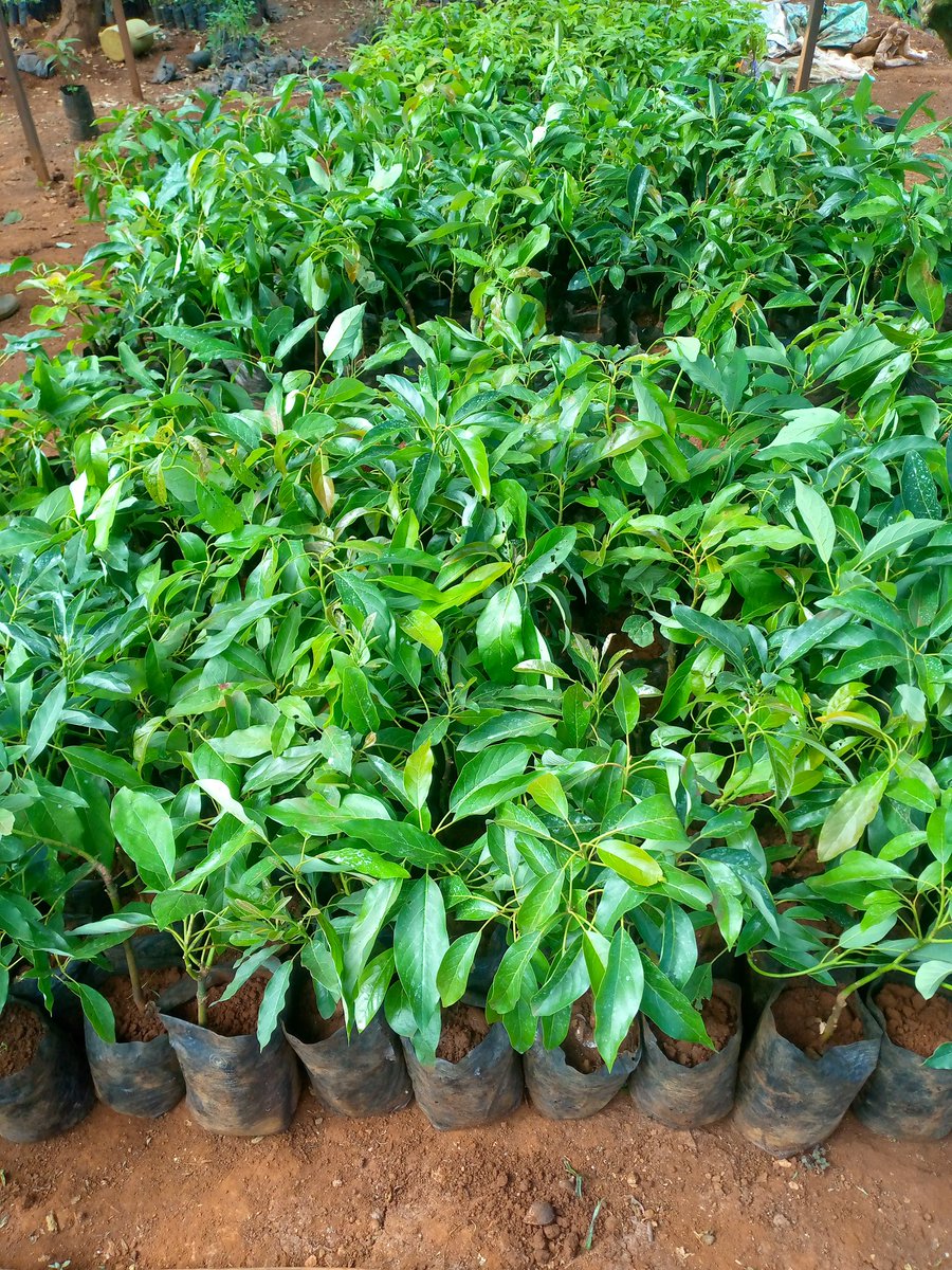 Medium Hass avocado seedlings available at Kes 300 per seedling. Contact us on ; 0769623300- Nairobi Region 0710588060- Eldoret Region 0740000044- Nakuru Region 0742194880- Mt Kenya Region 0706222888- Eastern/Coastal regions