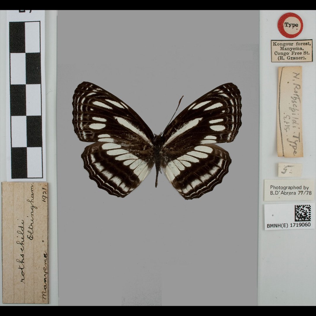 NHM_Digitise's tweet image. Walter Rothschild was born #onthisday in 1868.

Neptis rothschildi is a species of butterfly named after him. The wing pattern reminds us of something 🦓 A fitting tribute, no? 

#botd #Lepidoptera #Rothschild #DigitalCollections #NaturalHistoryMuseumLondon