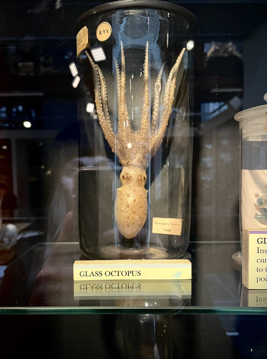 TownsendAnnette's tweet photo. #blaschka glass octopus from the newly renovated displays @GrantMuseum #natsci #collections https://t.co/EXRzptOi0L