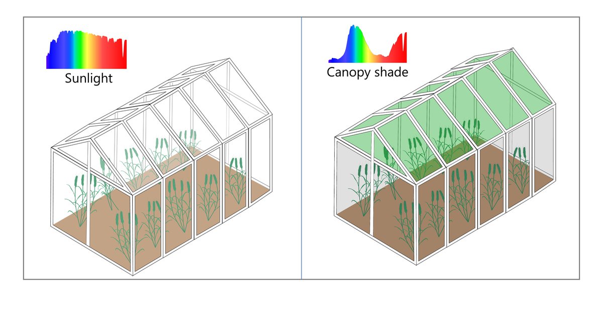 Leibniz IPK (@leibnizipk) on Twitter photo A research team led by <a href="/LeibnizIPK/">Leibniz IPK</a> incl. @guy2golan studied wheat grown under sunlight and simulated canopy shade to investigate genotype-by-environment interactions in biomass allocation. All results in <a href="/NewPhyt/">New Phytologist</a>.
➡️PR: tinyurl.com/kxpwry9r
➡️Paper: tinyurl.com/3fmhwbdy A research team led by <a href="/LeibnizIPK/">Leibniz IPK</a> incl. @guy2golan studied wheat grown under sunlight and simulated canopy shade to investigate genotype-by-environment interactions in biomass allocation. All results in <a href="/NewPhyt/">New Phytologist</a>.
➡️PR: tinyurl.com/kxpwry9r
➡️Paper: tinyurl.com/3fmhwbdy